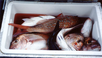How not to keep fresh caught fish fresh